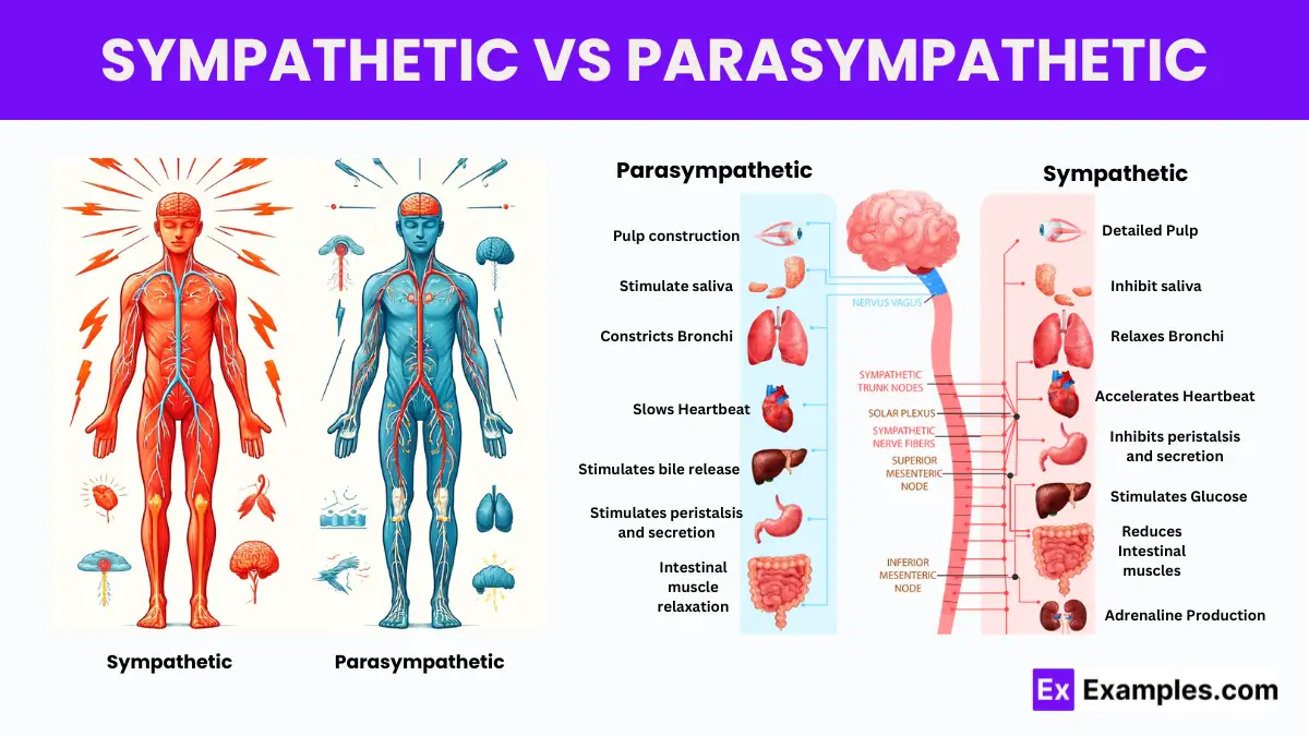 Sympathetic vs Parasympathetic Functions