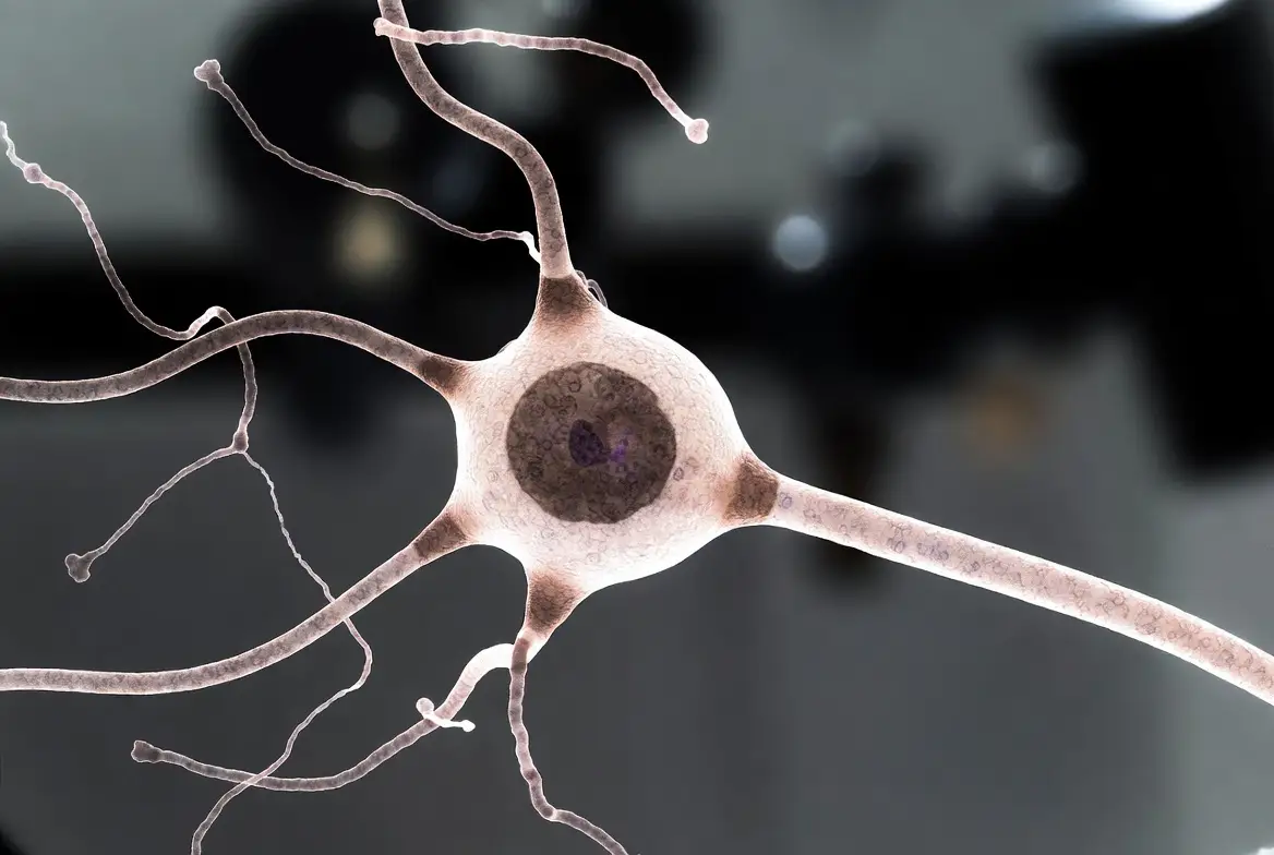 Bipolar Neuron