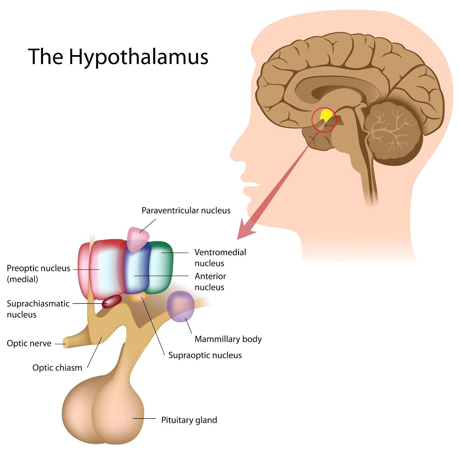 Brain Structure & Circuitry Changes in Bipolar Disorder