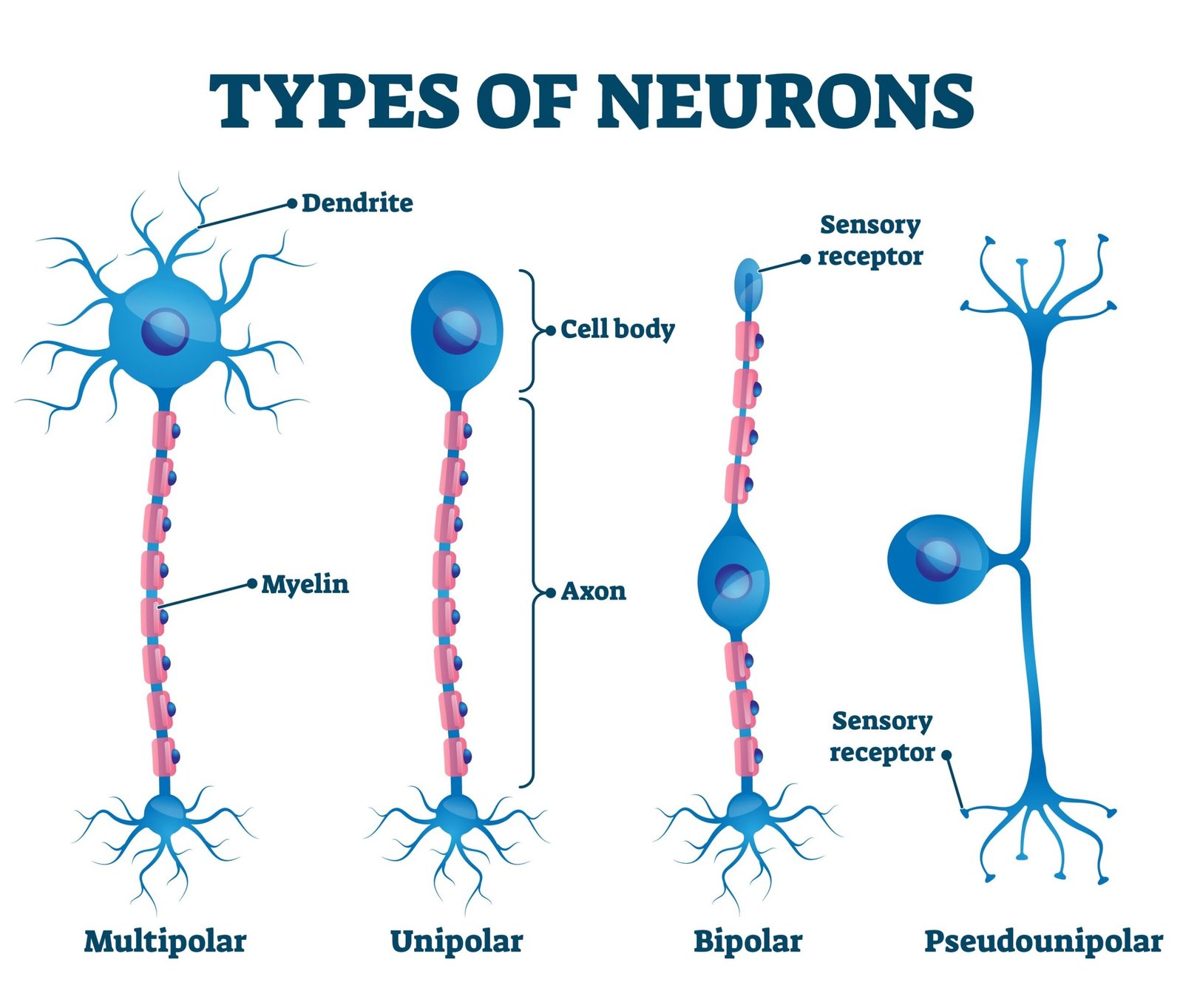 Bipolar Neuron vs. Unipolar Neuron