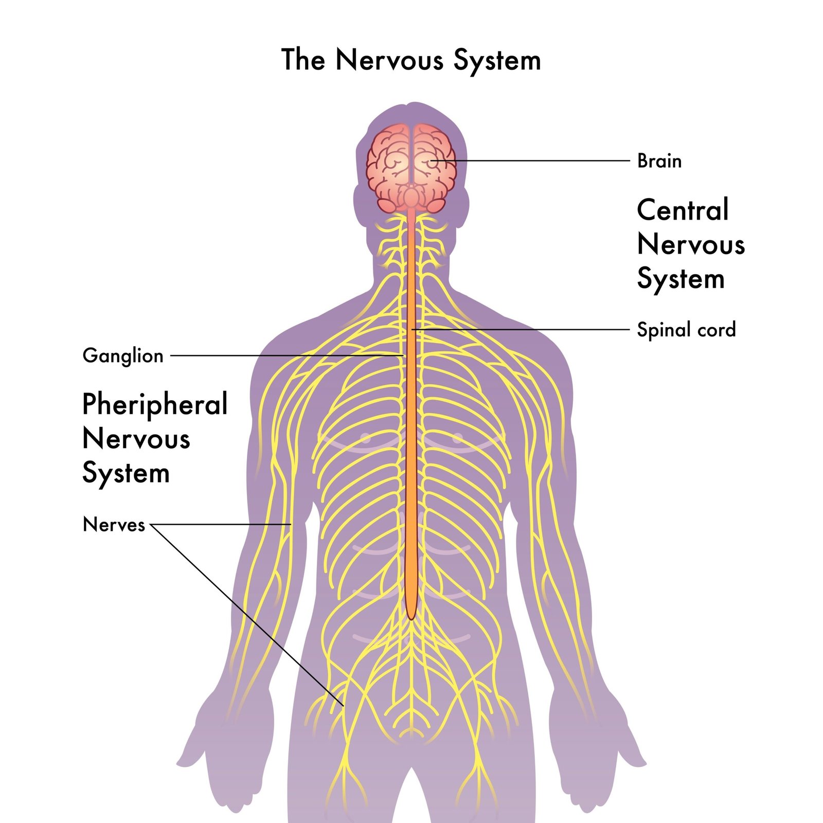 What Is Nervous System Regulation