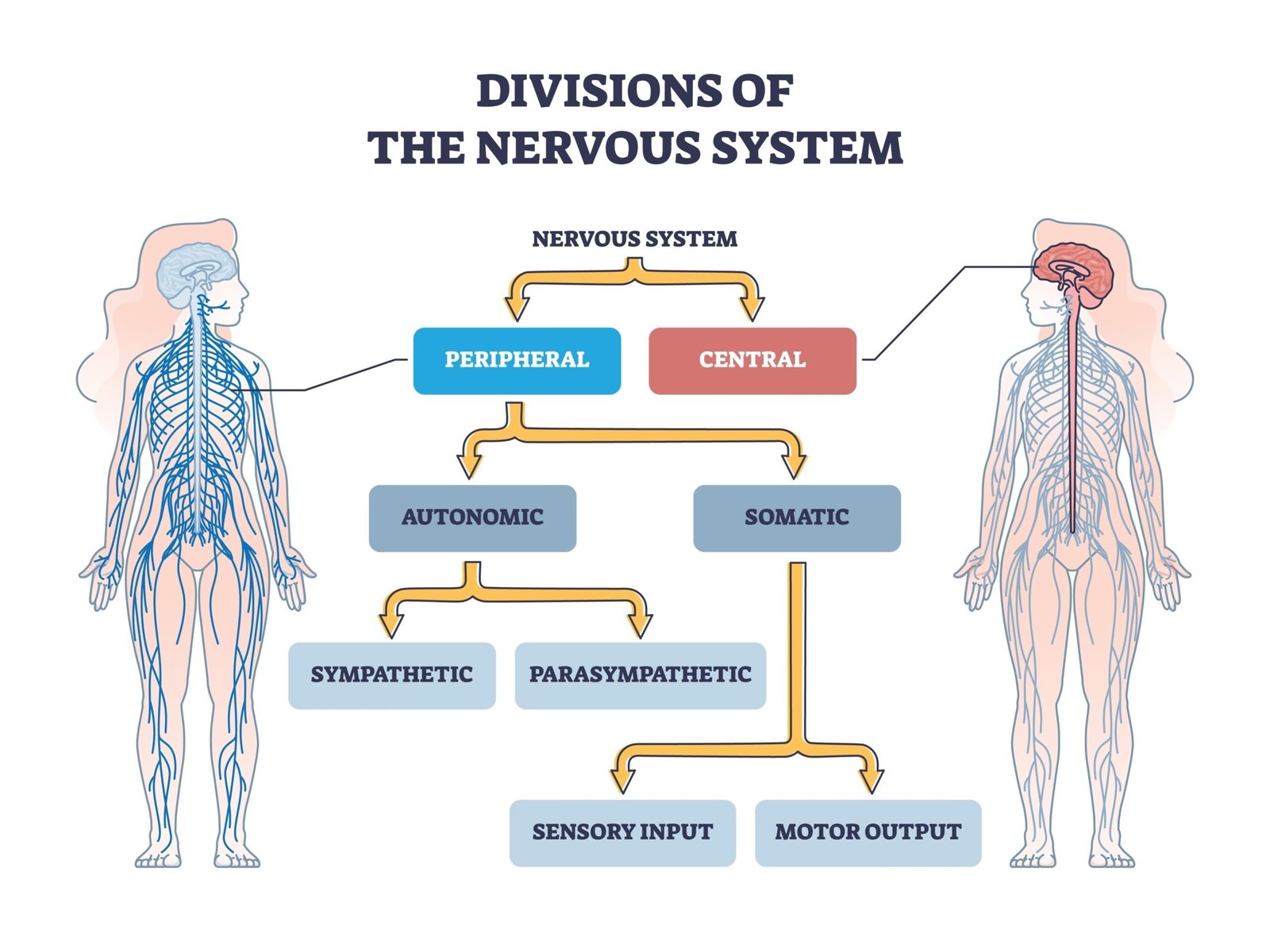 What Is Hypoarousal in the Nervous System