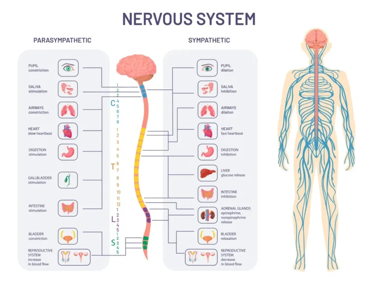 Sympathetic vs Parasympathetic