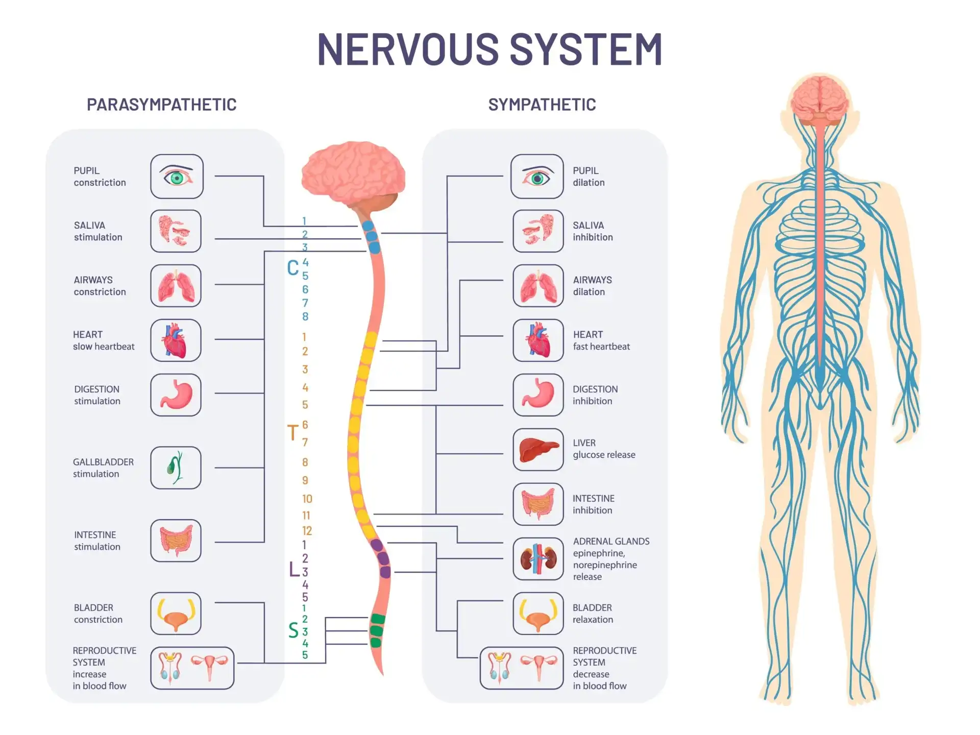 Sympathetic vs Parasympathetic